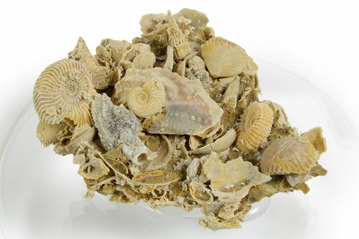 Miniature Fossil Cluster (Ammonites, Bivalves, Gastropod) - France #349370